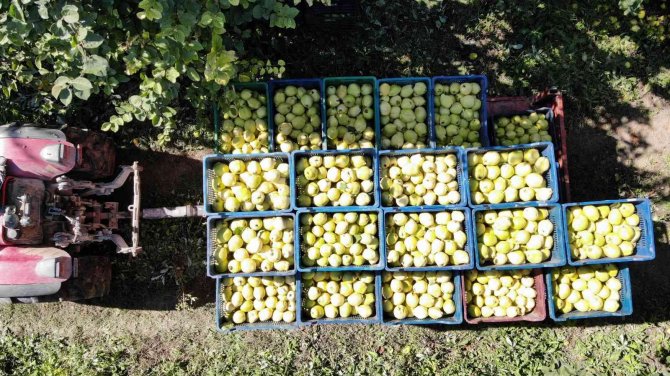 Dalların Altın Sarısında Hasat Zamanı: Dünyada Rakibi Yok