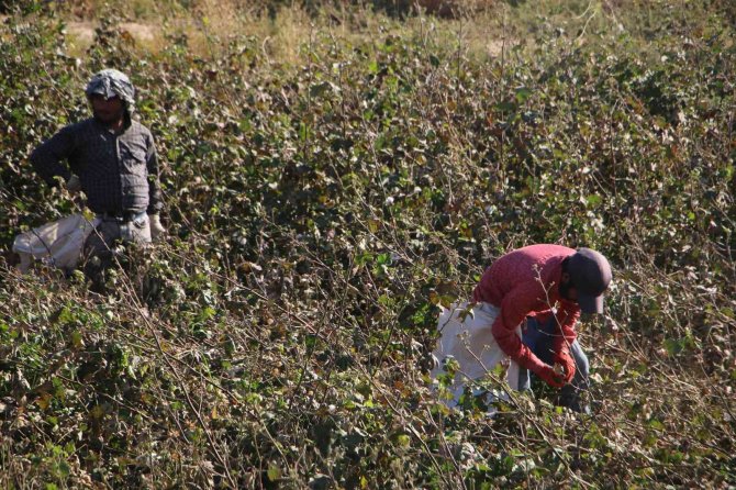 Beyaz Altında Hasat Devam Ediyor