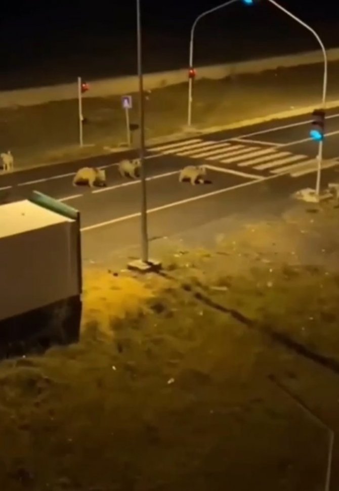 Sarıkamış’ta Ayılar Sokaklarda Dolaşıyor