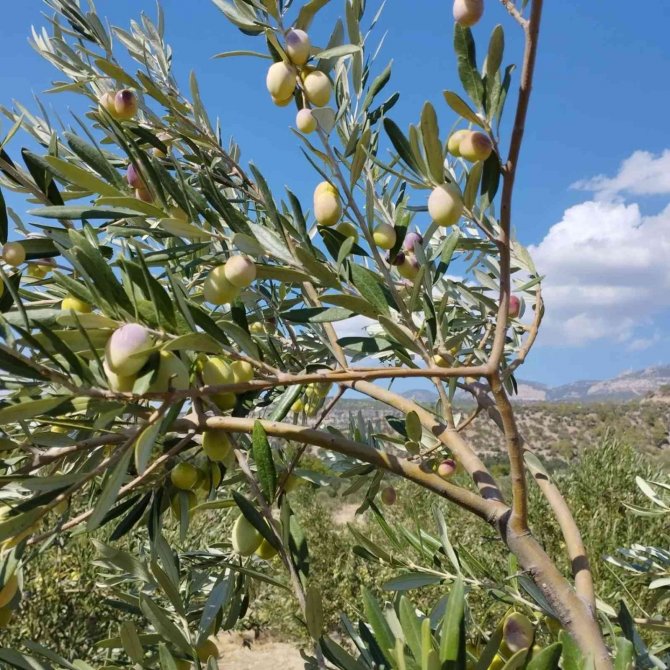 Tescilli Mut Zeytinyağı Avrupa’ya İhraç Ediliyor