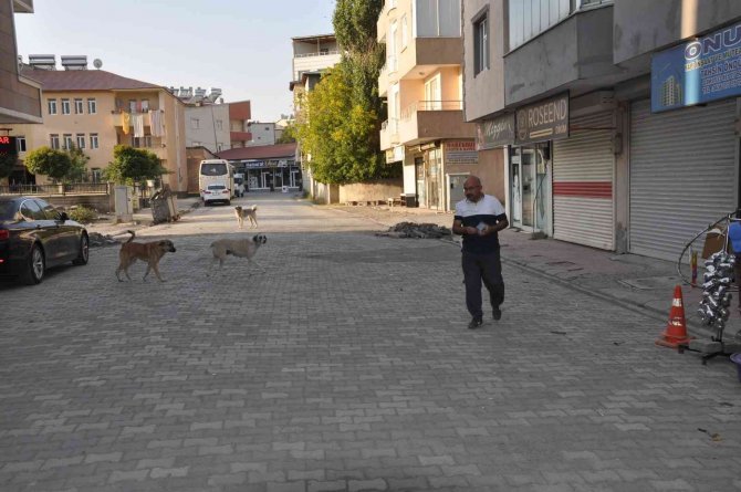 Bulanık’ta Sokak Hayvanları Unutulmadı