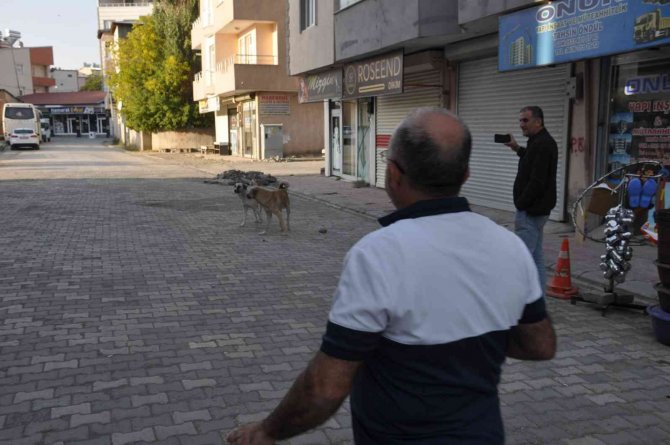 Bulanık’ta Sokak Hayvanları Unutulmadı