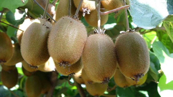 Ordu’da Kivi Üreticileri Yeni Sezon Fiyatından Memnun Değil