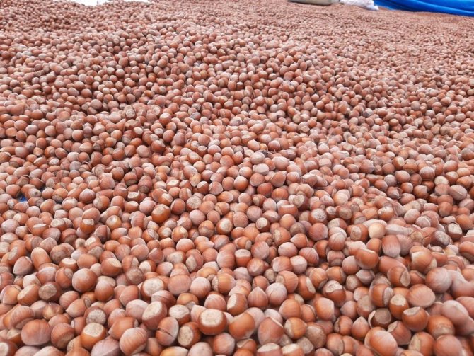 Türkiye’nin Tarla Bitkileri, Meyve Ve Sebze Ambarı Samsun