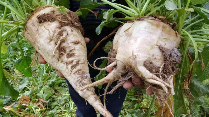 Yozgat’ta Şekerpancarında 1 Milyon 750 Bin Ton Rekolte Bekleniyor