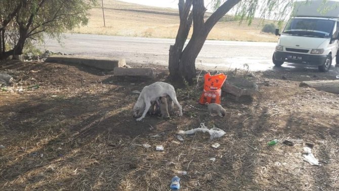 Sungurlu Belediyesi Sokak Hayvanlarını Unutmadı