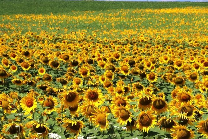 Türkiye’nin Tarla Bitkileri, Meyve Ve Sebze Ambarı Samsun