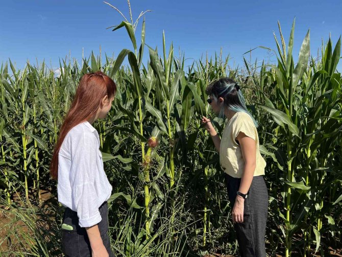 Tarsus’ta Tarımda Verim Arttırma Çalışmaları Sürüyor