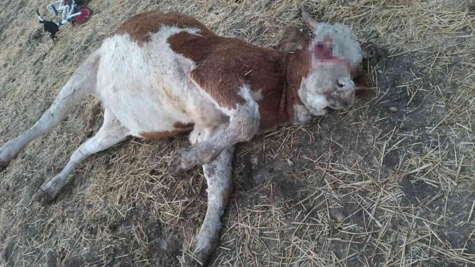 Tunceli’de Üzerine Yıldırım Düşen İnek Telef Oldu