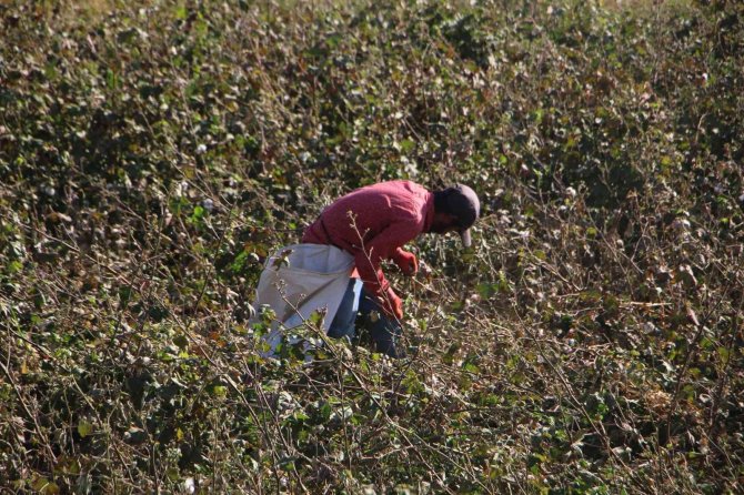 Beyaz Altında Hasat Devam Ediyor