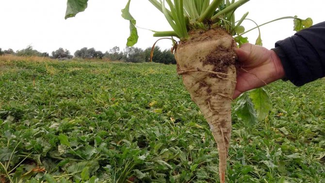 Yozgat’ta Şekerpancarında 1 Milyon 750 Bin Ton Rekolte Bekleniyor