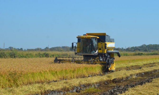 Türkiye’nin Tarla Bitkileri, Meyve Ve Sebze Ambarı Samsun
