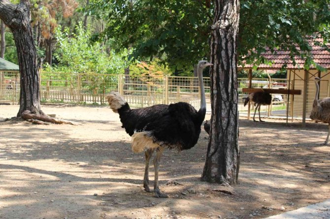 Büyükşehir Belediyesi Hayvanat Bahçesini 500 Bin Vatandaş Ziyaret Etti