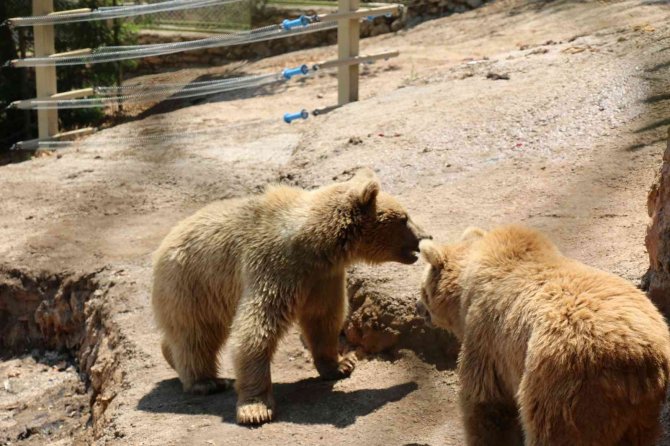 Büyükşehir Belediyesi Hayvanat Bahçesini 500 Bin Vatandaş Ziyaret Etti