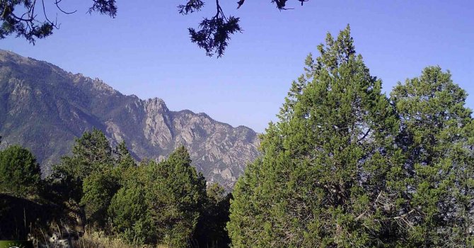 Anadolu Leoparı Yüzünü Aylar Sonra Bir Kez Daha Gösterdi