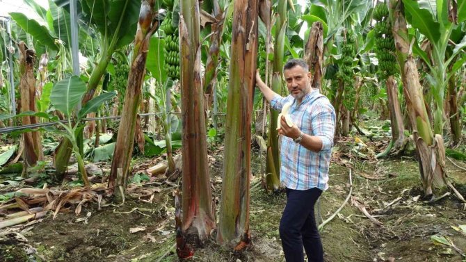 Tropik Bölgelerde Bile Ender Olarak Yetiştirilen Kırmızı Muzun Manavgat’ta İlk Hasadı Yapıldı