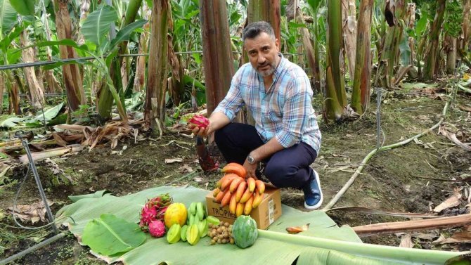Tropik Bölgelerde Bile Ender Olarak Yetiştirilen Kırmızı Muzun Manavgat’ta İlk Hasadı Yapıldı