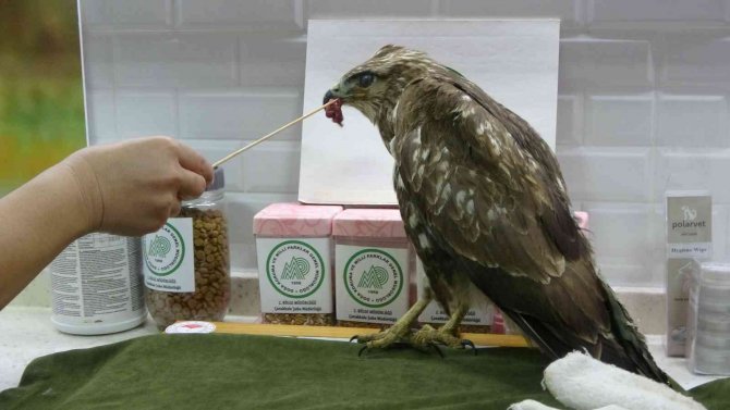 Çanakkale’de Yaralı Şahine Milli Park Ekipleri Sahip Çıktı