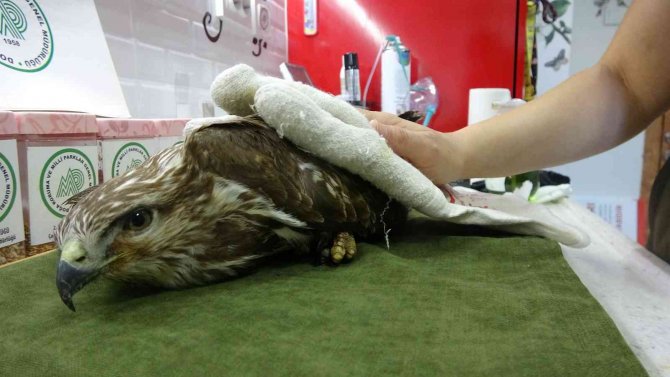 Çanakkale’de Yaralı Şahine Milli Park Ekipleri Sahip Çıktı