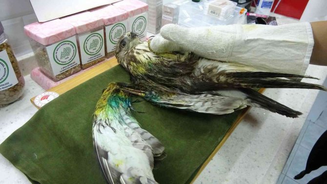 Çanakkale’de Yaralı Şahine Milli Park Ekipleri Sahip Çıktı