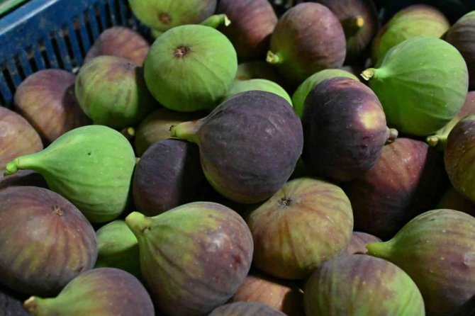 Bursa Büyükşehir, Üreticiye Can Suyu Oldu