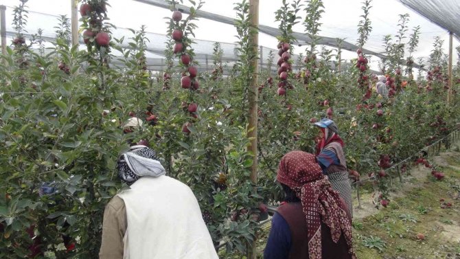 Niğde’de 650 Bin Ton Elma Rekoltesi Bekleniyor