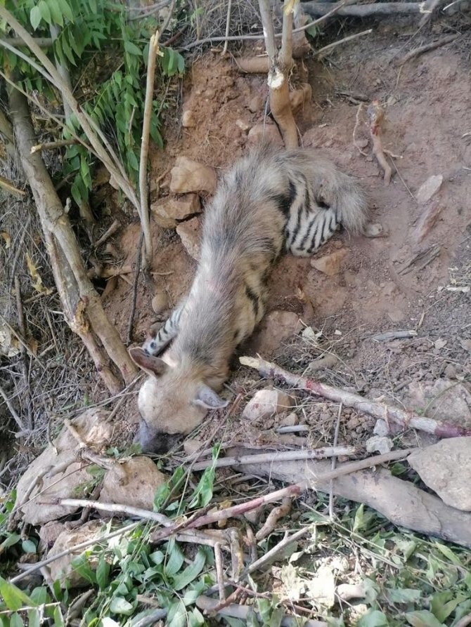 Nesli Tükenme Tehlikesi Olan Çizgili Sırtlan Bulundu