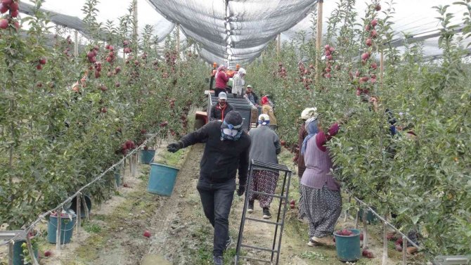 Niğde’de 650 Bin Ton Elma Rekoltesi Bekleniyor