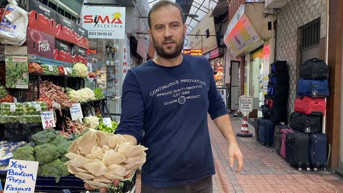 Etle Aynı Değere Sahip İstiridye Mantarı İlgi Odağı Oldu