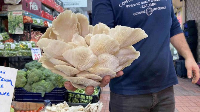 Etle Aynı Değere Sahip İstiridye Mantarı İlgi Odağı Oldu