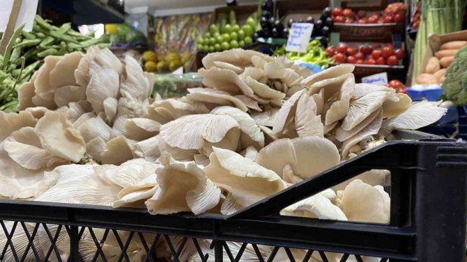 Etle Aynı Değere Sahip İstiridye Mantarı İlgi Odağı Oldu