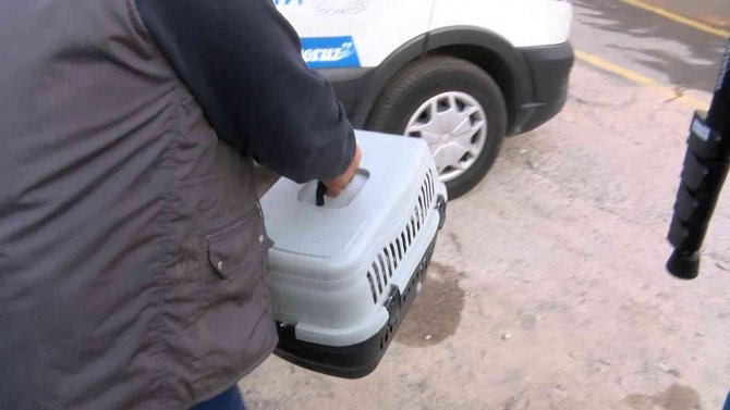 Kadıköy’de Patlamada Mahsur Kalan Kediyi Ekipler Kurtardı