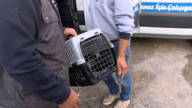Kadıköy’de Patlamada Mahsur Kalan Kediyi Ekipler Kurtardı