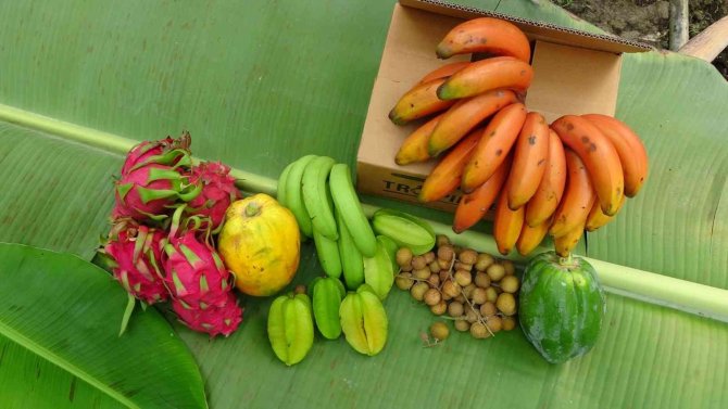 Tropik Bölgelerde Bile Ender Olarak Yetiştirilen Kırmızı Muzun Manavgat’ta İlk Hasadı Yapıldı