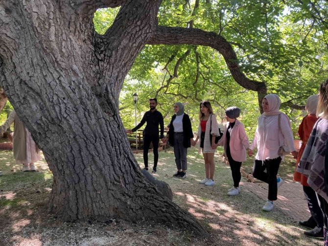 Asırlık Ağaçlar Haritalandırılıyor