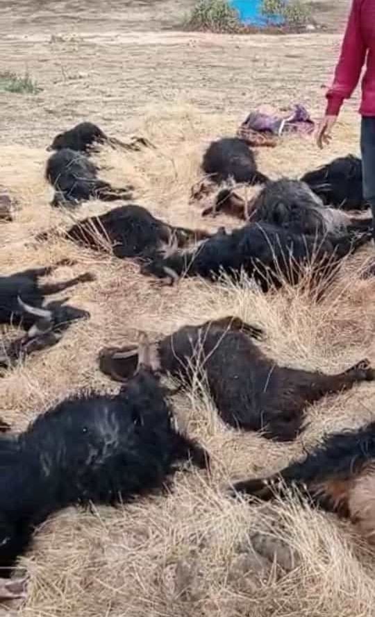 Siirt’te Mağara Çöktü, 17 Hayvan Telef Oldu