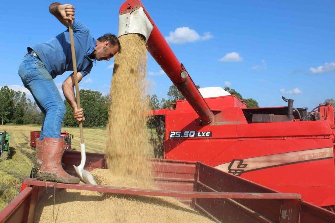 Sinop’ta Çeltik Hasadı Başladı