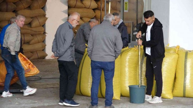 Ordulu Üreticiler Tmo’nun Fındık Alımından Memnun