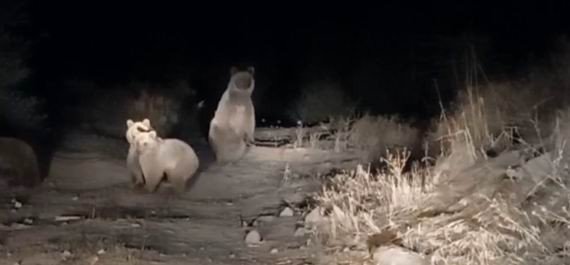 Tunceli’de Ayılar Şehre İndi