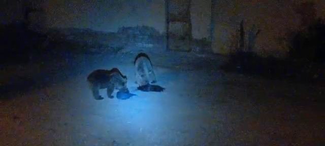 Tunceli’de Ayılar Şehre İndi