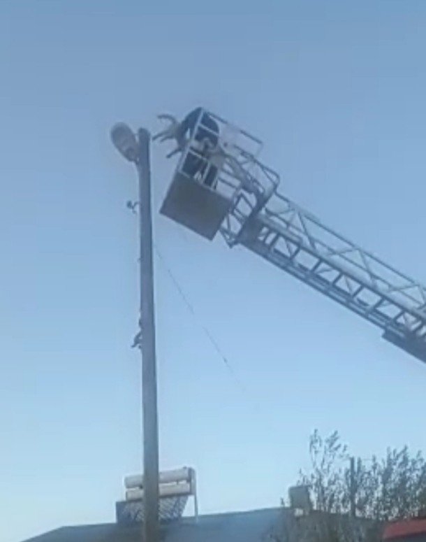 3 Gün Elektrik Direğinde Mahsur Kalan Kedi Kurtarıldı