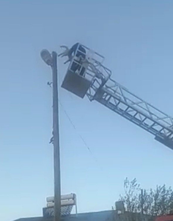 3 Gün Elektrik Direğinde Mahsur Kalan Kedi Kurtarıldı