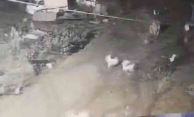 Tilkinin Biri Kaz Çaldı Diğeri Gözcülük Yaptı