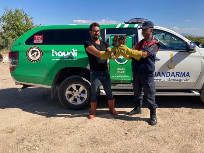 Yaralı Şahin Tedavi Altına Alındı