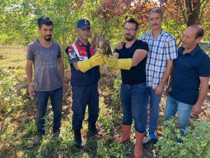 Yaralı Şahin Tedavi Altına Alındı