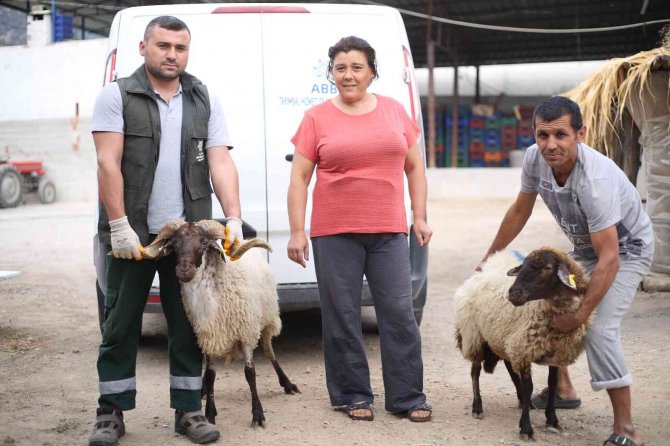 Aydın Büyükşehir Belediyesi Çine Çaparı Ve Sakız Koçu Dağıtımına Devam Ediyor