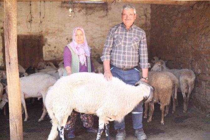 Aydın Büyükşehir Belediyesi Çine Çaparı Ve Sakız Koçu Dağıtımına Devam Ediyor
