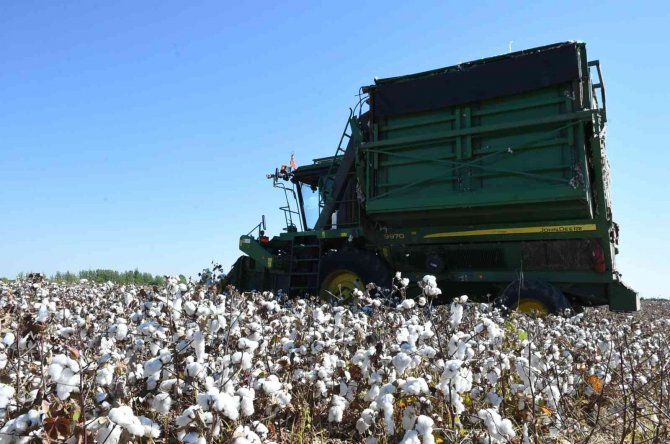 Mersin’de "Beyaz Altın" Hasadı