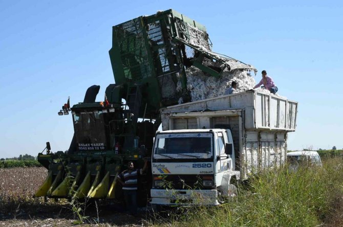 Mersin’de "Beyaz Altın" Hasadı