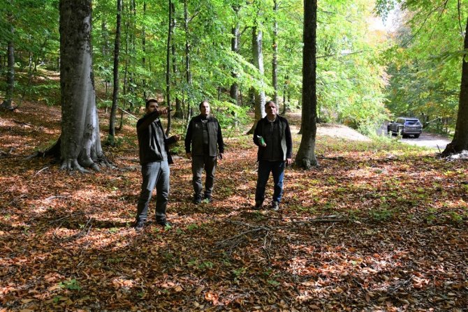 Bölge Müdürü Dündar, Domaniç Ormanlarında İncelemelerde Bulundu